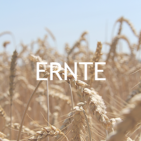 Ernte